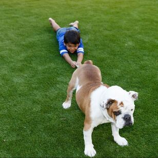 Colorado dog and child playing on artificial grass